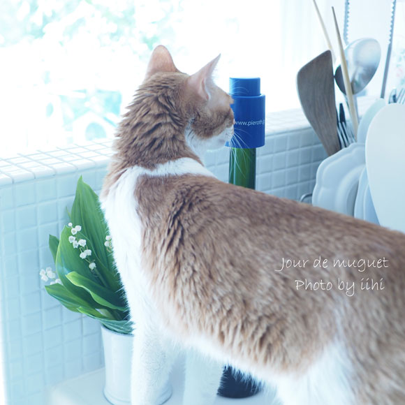 Jour-de-muguet_cat2_2015.jpg