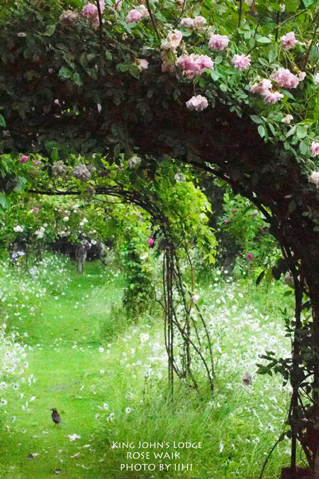 KingJohn'sLodge-Rose.jpg