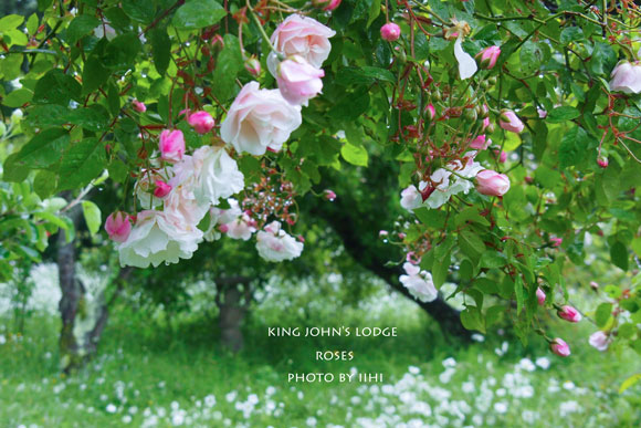 KingJohn'sLodge-Rose17.jpg