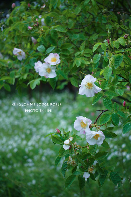 KingJohn'sLodge-Rose18.jpg