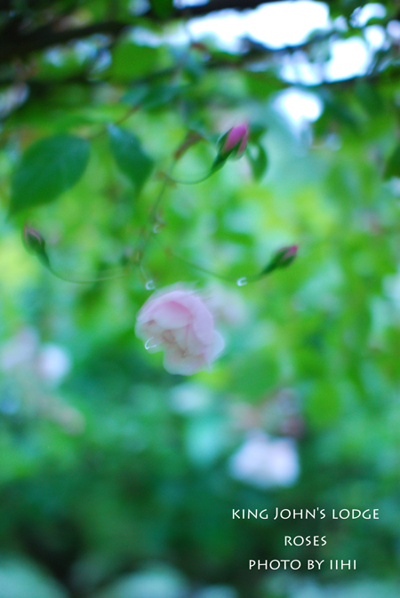 KingJohn'sLodge-Rose8.jpg