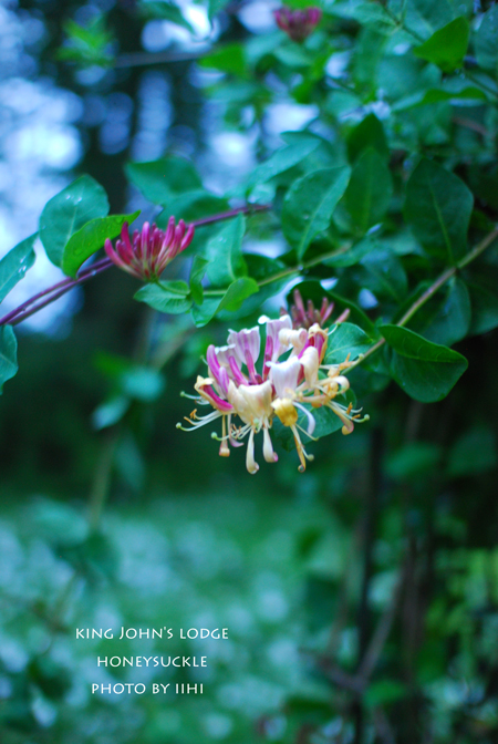 KingJohn'sLodgeHoneysuckle.jpg
