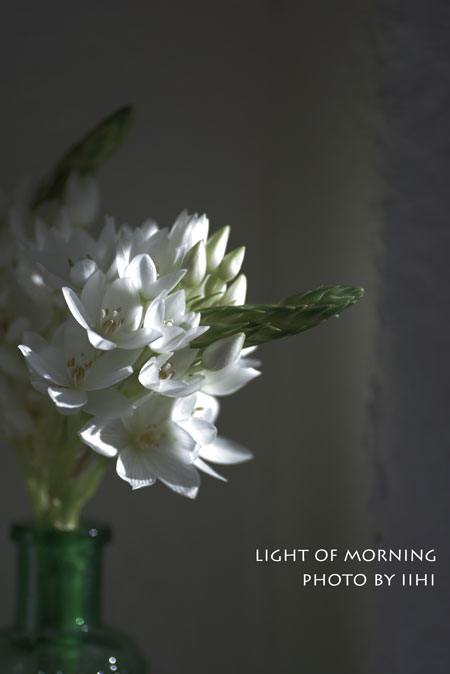 Lightofmorning_iihi.jpg