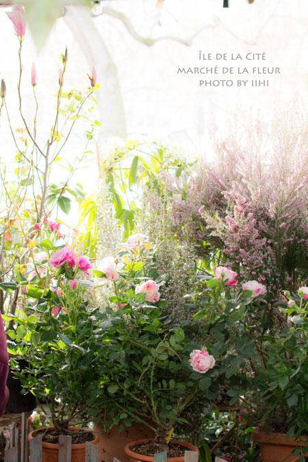 Marche-de-la-fleur6.jpg
