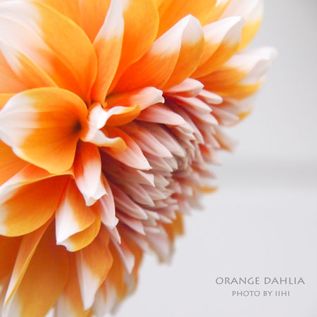 Orangedahlia_iihi.jpg