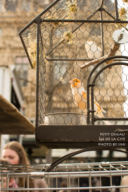 Petit-oiseau_cite-paris4.jpg
