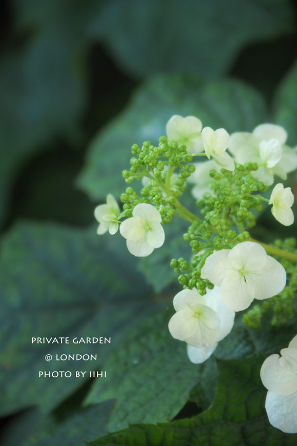 PrivateGardenJuly2014_018.jpg