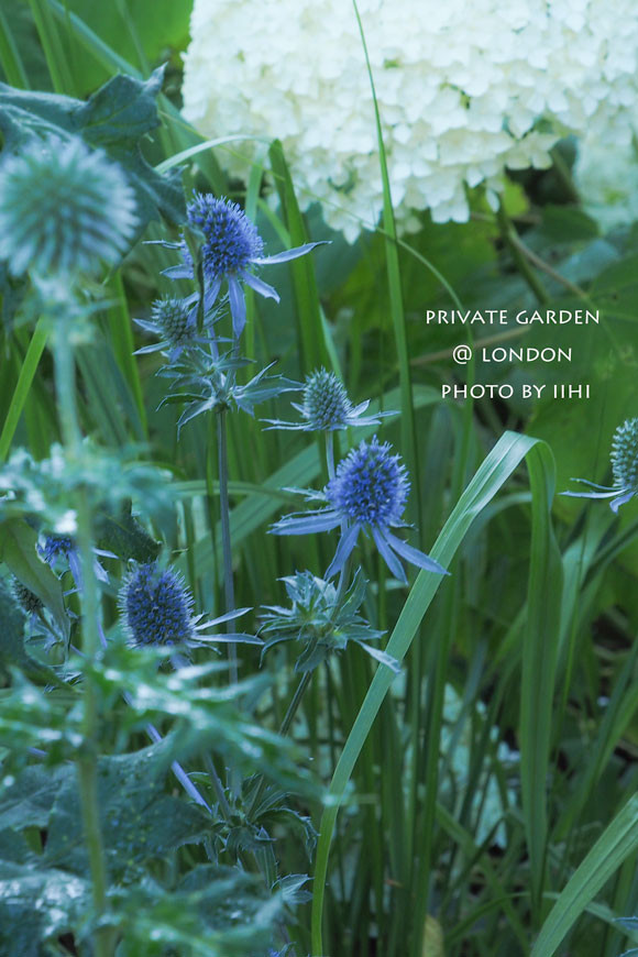 PrivateGardenJuly2014_020.jpg