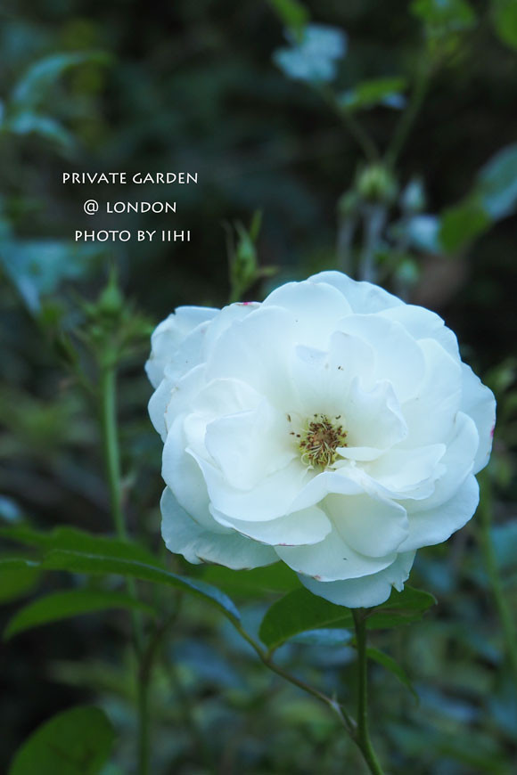 PrivateGardenJuly2014_027.jpg