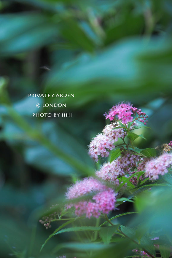PrivateGardenJuly2014_028.jpg