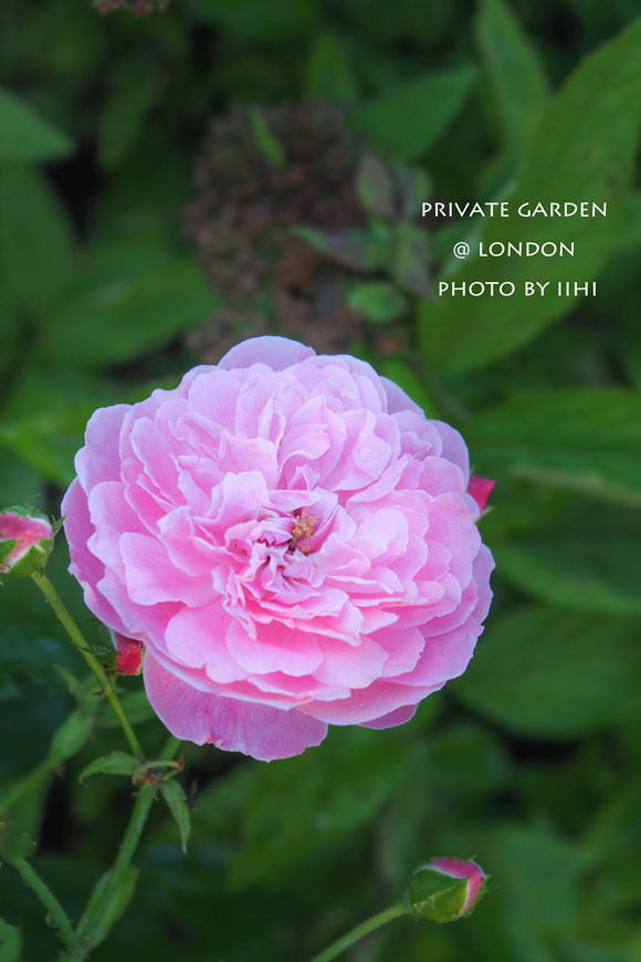 PrivateGardenJuly2014_030.jpg