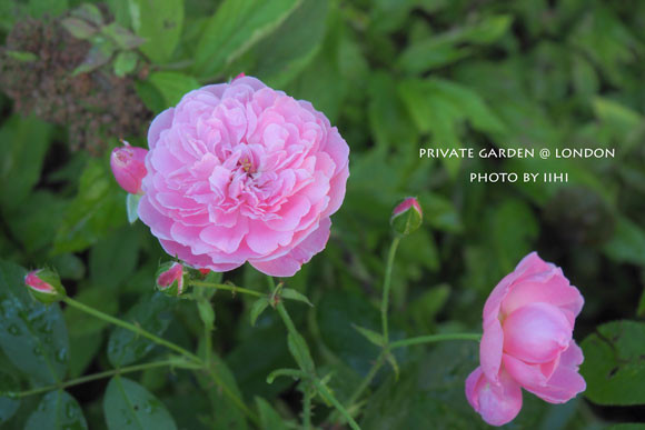 PrivateGardenJuly2014_031.jpg