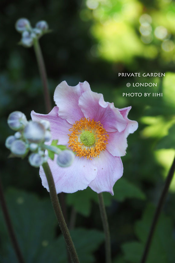 PrivateGardenJuly2014_040.jpg