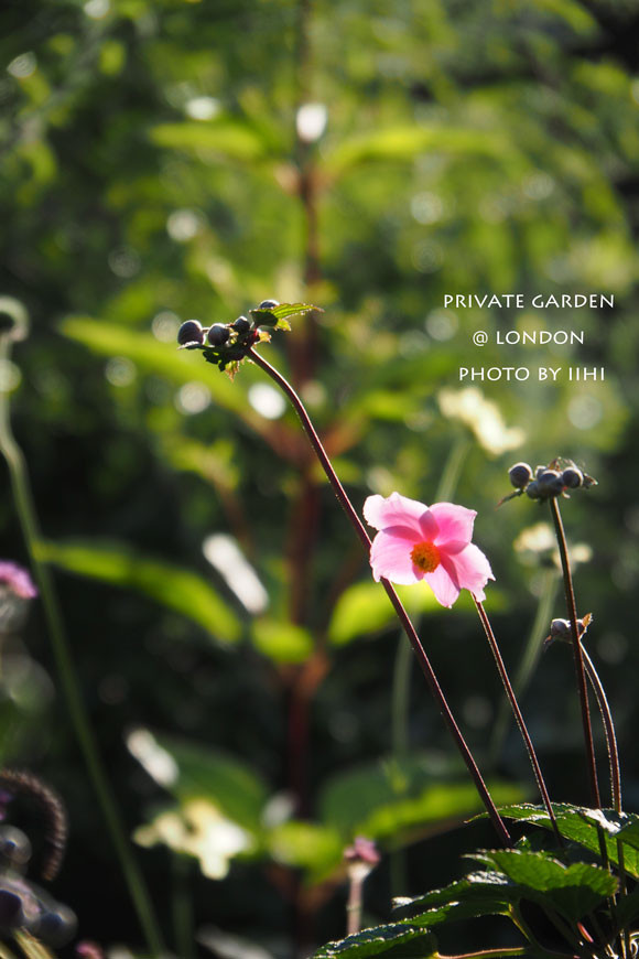 PrivateGardenJuly2014_047.jpg