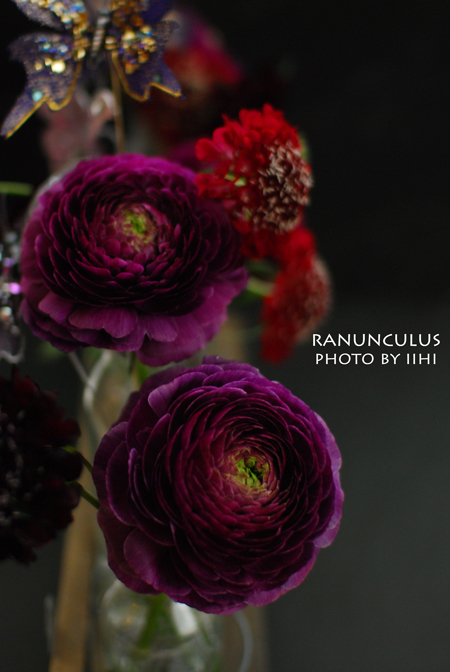 Ranunculus20130207.jpg