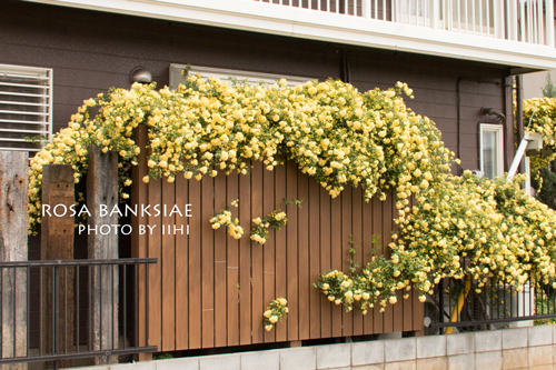 Rosa-banksiae4-2013.jpg