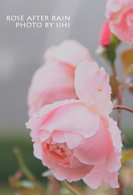Rose-after-rain.jpg