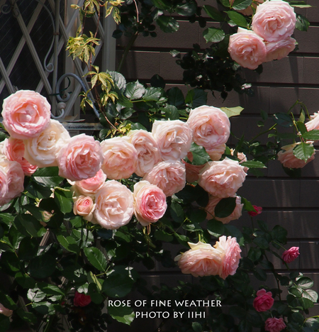 Rose-of-fine-weather.jpg