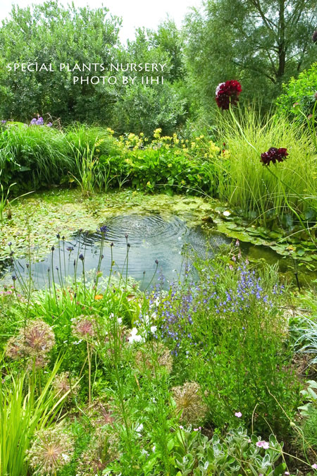 SpecialPlantsNursery002.jpg