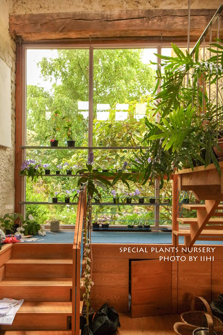 SpecialPlantsNursery005.jpg