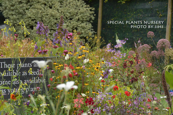 SpecialPlantsNursery021.jpg