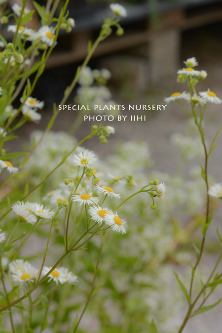 SpecialPlantsNursery022.jpg