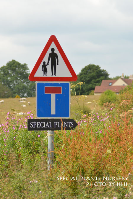 SpecialPlantsNursery049.jpg