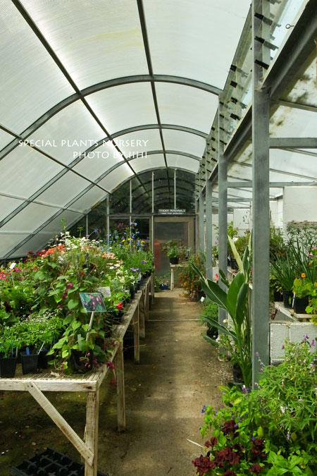 SpecialPlantsNursery055jpg.jpg