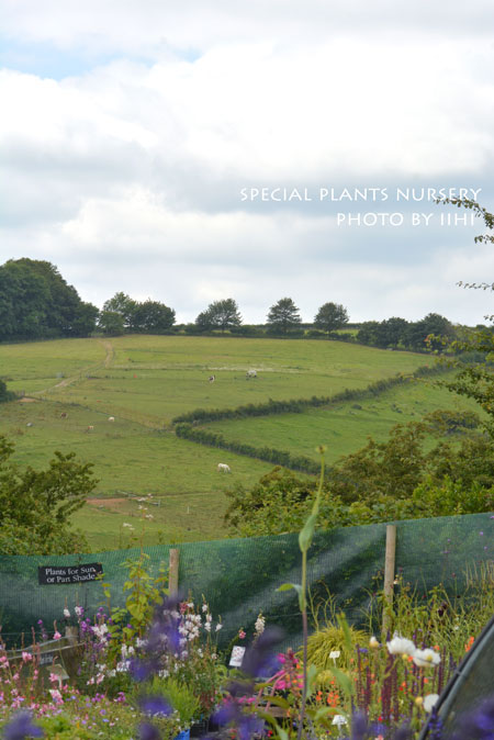 SpecialPlantsNursery056jpg.jpg