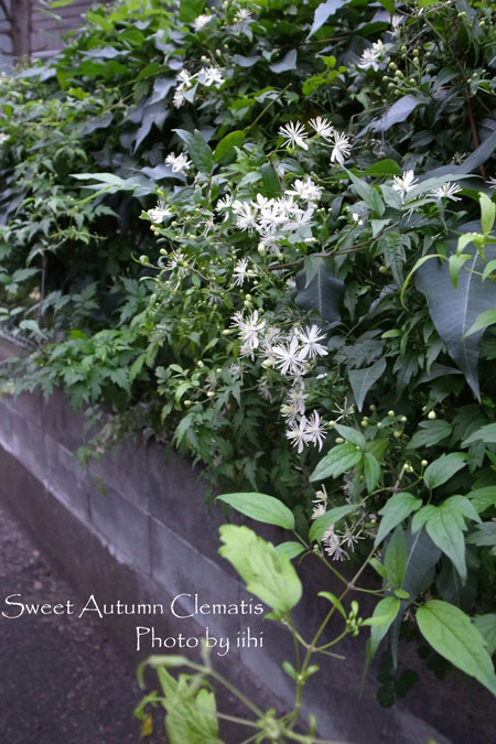 SweetAutumnClematis2jpg.jpg