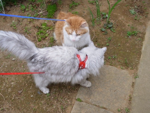 amanolu 20140418iihi.jpg