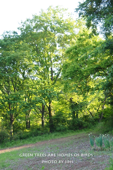 are homes of birds.jpg