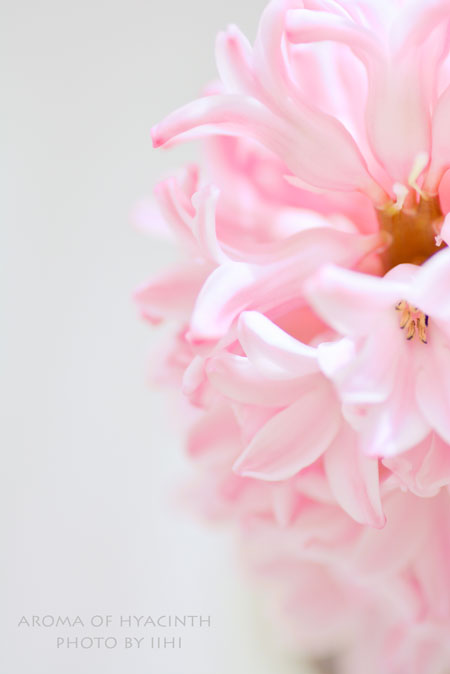 aromahyacinth2-20140205iihi.jpg
