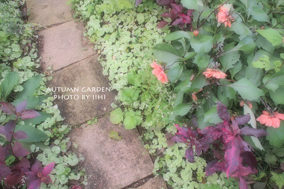 autumngarden14_iihi.jpg