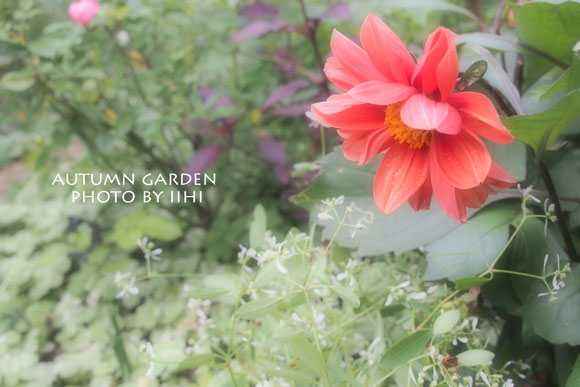 autumngarden6_iihi.jpg