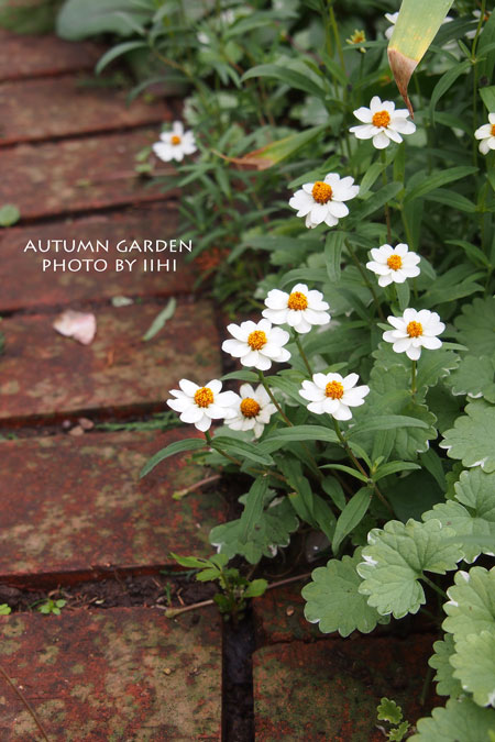 autumngarden9_iihi.jpg