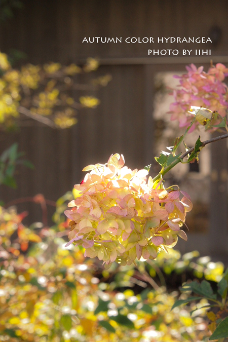 autumnhydrangea2013_iihi (2).jpg