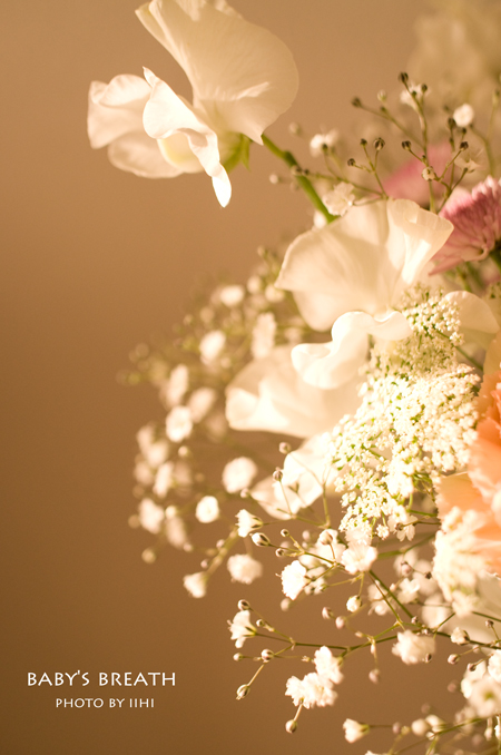 baby's-breath2.jpg