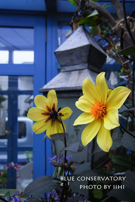 blueconservatory-iihi.jpg