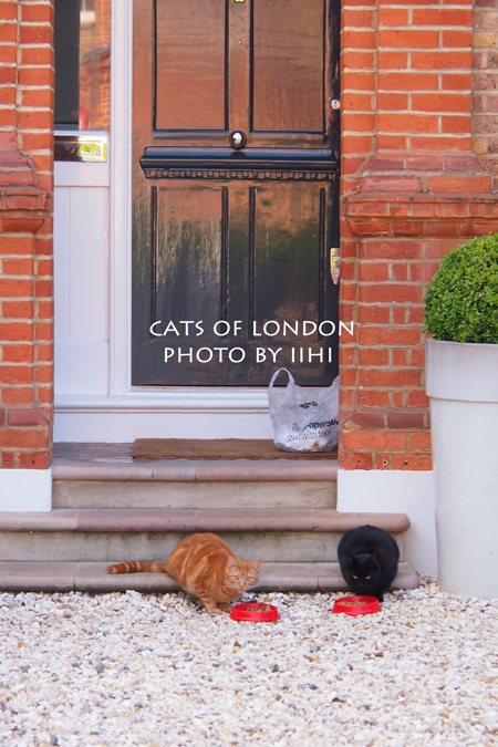 catsoflondon.jpg