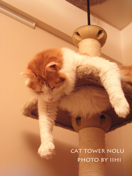 cattowernolu.jpg