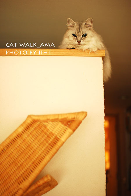 catwalkama-iihi.jpg