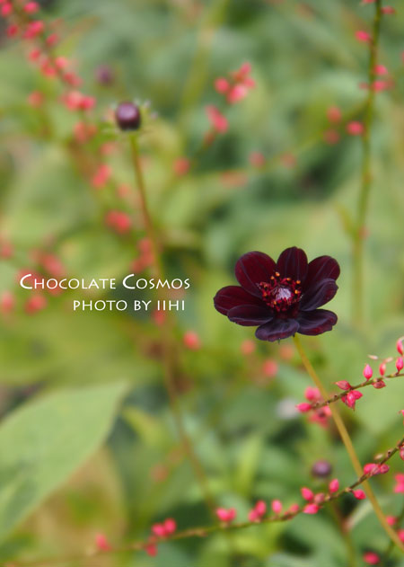 chocolate-cosmos_iihi.jpg