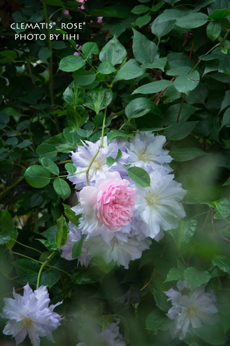 clematis-rose-20140519.jpg
