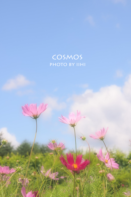 cosmos20121006.jpg