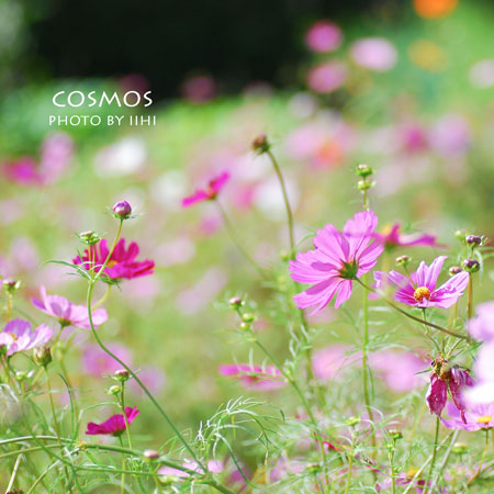 cosmos2013_iihi.jpg