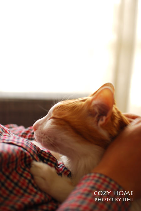 cozyhomenolu2-iihi.jpg