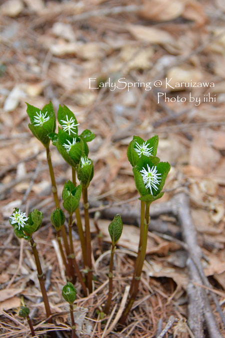 earlyspring_karuizawatabi6.jpg