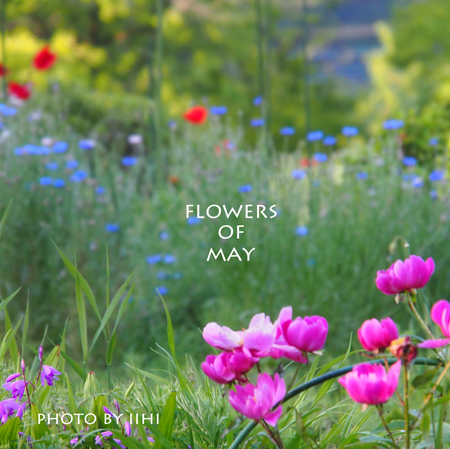 flowerofMay2012okanoie.jpg