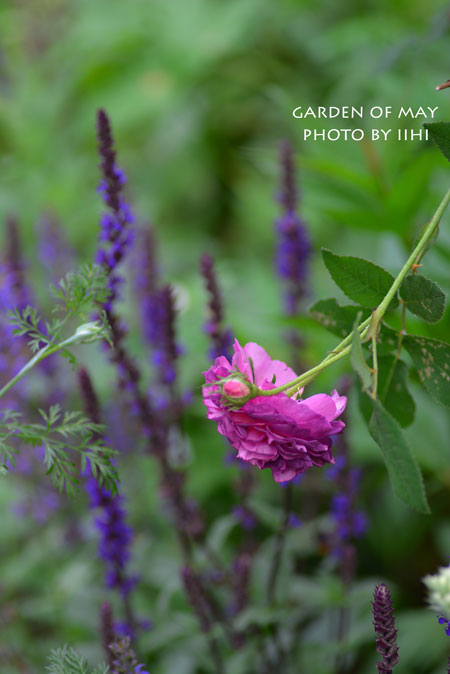 garden-of-may2-20140519.jpg